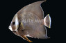 Gray Angelfish