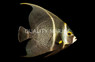 French Angelfish