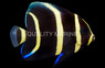 Gray Angelfish, Juvenile