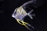 Indian Threadfin Fish