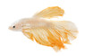 Yellow Snow White Dragon Betta, Male :: 10823