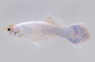Snow White Guppy, Male :: 17917