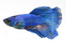 Male Halfmoon Blue :: 22561