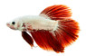 Red Snow White Dragon Betta, Male :: 27793