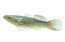 Ornate Sleeper Goby :: 32383