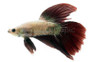 Halfmoon Dragon Betta, Male :: 32632