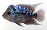 Flowerhorn Humphead Pearl :: 34355