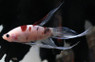 Male Longfin Koi :: 37547