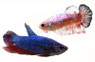 Male Plakat Mixed Color :: 39158