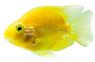 Parrot Yellow :: 40553