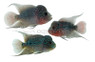 Flowerhorn Super Red Dragon :: 42649
