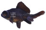 Black Moor Goldfish :: 48681