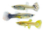 Assorted Guppy, Female :: 57490