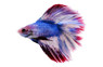Full Moon Betta, Male :: 57709