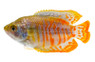 Coral Red Dwarf Gourami, Male :: 64423