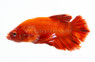 Plakat Red Dragon, Male :: 64601