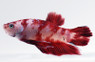 Roundtail Koi, Male :: 65666