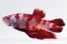 Male Roundtail Koi :: 65666