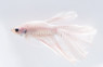 Male Longfin White Opaque :: 66730