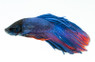 Blue Betta, Male :: 76821