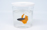 Betta Cup 16oz with lid :: 77135