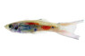 Lyretail Guppy, Male  :: 78908