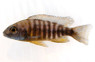 Sunshine Peacock Malawi Cichlid :: 84502