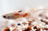Endler's Gold Guppy, Male :: 84865