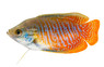 Dwarf Gourami, Male :: 85674
