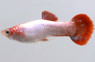 Red Coral Guppy, Male :: 89729
