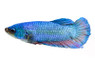 Dragon Betta, Male :: 90456