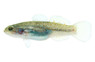 Southern Purple-Spotted Gudgeon Goby :: 91188