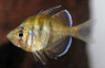 Highfin Perchlet Glassfish :: 92031
