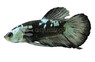 Plakat Black Samurai, Male :: 99509