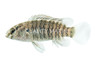 Badis :: 24993