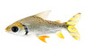Flagtail Redfin Prochilodus :: 25512