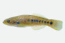 Banded Mogurnda Goby :: 12374