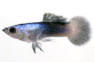 Blue Panda Guppy, Male :: 42074