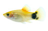 Gold Mickey Mouse Platy :: 47736