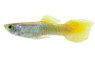 German Yellow Guppy, Male :: 62096