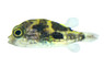 Malabar (Dwarf Indian) Pufferfish :: 64532