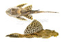 Gold Spotted Sailfin Plecostomus L-001 :: 73878