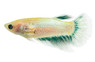 Halfmoon Betta, Female :: 76424