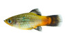 Rainbow Platy :: 92204
