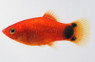 Neon Marigold Mickey Mouse Platy :: 98423