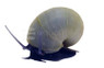 Blue Mystery Snail :: 14722
