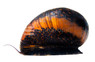 Batik Nerite Snail :: 31739