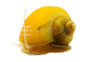 Gold-Inca Mystery Snail :: 68410