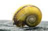 Giant Ramshorn Snail :: 70393
