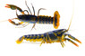 Snowden Orange Tip Lobster :: 90015
